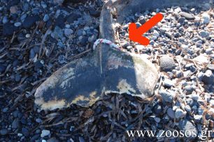 Σαντορίνη: Βρήκε το πτώμα του δελφινιού δεμένο με σχοινί από την ουρά